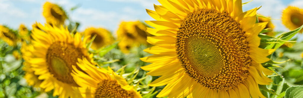 Agrochemical industry